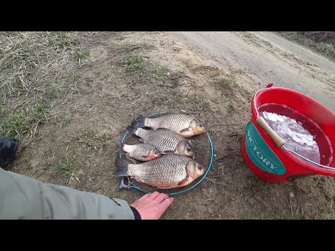 Зимний фидер. Ловить карасей на платнике. Ловля карасей фидером видео. Фидер на карася. Ловля карася на фидер.