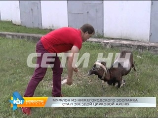 Муфлон из нижегородского зоопарка стал звездой цирковой сцены