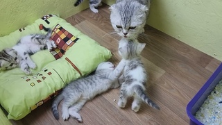 Мама кошка зовет котят кушать Разговаривает с мяукающими котятами а потом бросает кормить