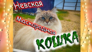 Невская Маскарадная Кошка / Питомник Маскарадный вальс