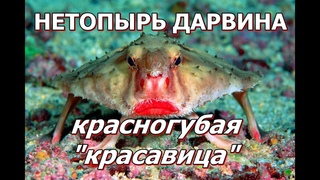 НЕТОПЫРЬ ДАРВИНА - Красногубая “красавица“