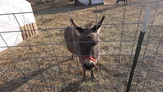 RIDE THAT DONKEY (mini donkey)