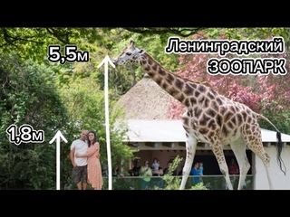 Ленинградский зоопарк/Проект XIX века/ВЛОГ о Питере