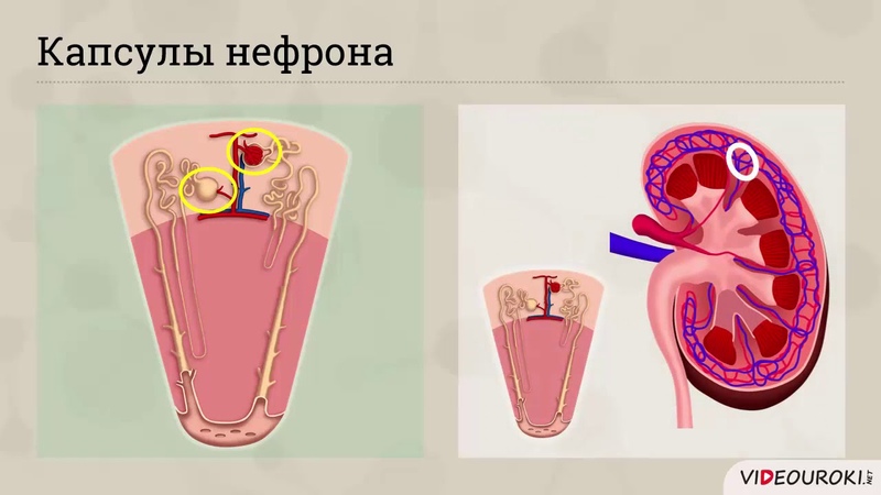 Роль почки в мочеобразовании. Регуляция нефрона. Регуляция нефрона. Кровоснабжения почек и нефронов. Канальцевая секреция отдел нефрона.