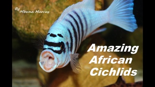 AFRICAN CICHLIDS | MOST BEAUTIFUL FRESHWATER AQUARIUM FISH