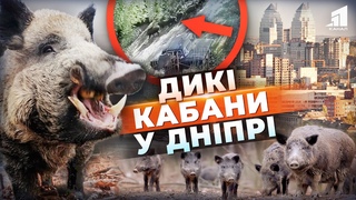 Кабани на ВУЛИЦЯХ Дніпра! Звідки у великому місті взялисядикісвині