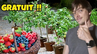 Comment avoir des petits FRUITIERS GRATUITS en illimit