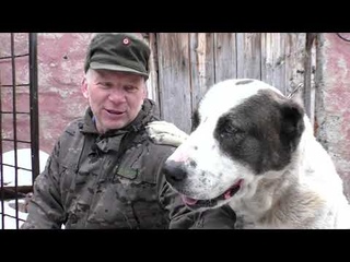 Почему продал телят ответ зрителю что ЗЦМ выгодно?