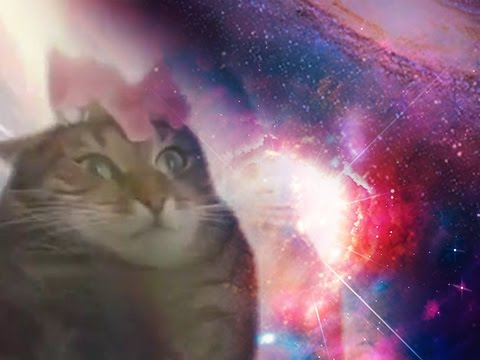 Кот дарит цветы мем