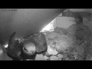 Стриж 1 атакует гнездо голубей  г. - A swift 1 attack on a nest of pigeons .