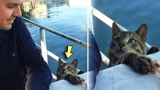 Stray Cat Sneaks Into a Man's Table To Steal His Food, But Steals His Heart