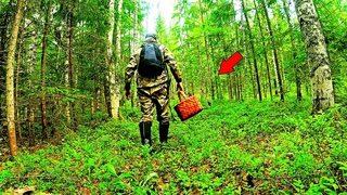 Грибник зашел в ГЛУХОЙ ельник и ОБАЛДЕЛ такого не ожидал! Грибы и Лес Сказочная Карелия