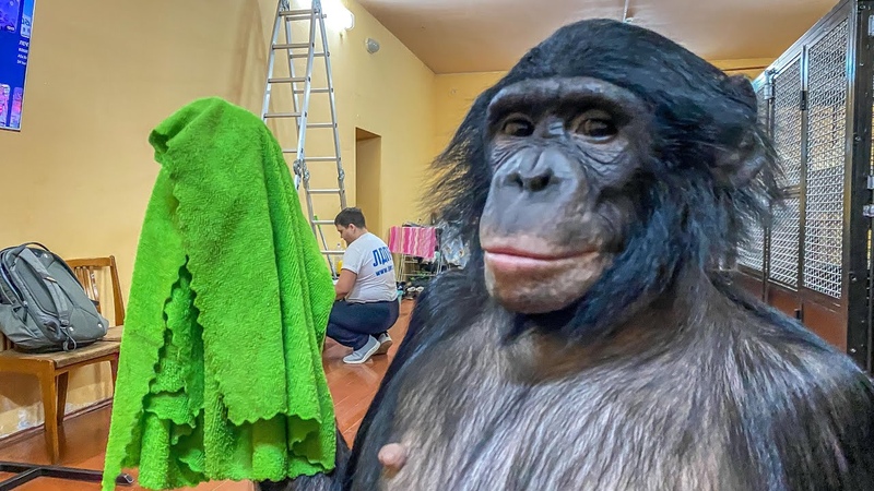 Умная горилла. Приучит обезьяну. Домашние обезьянки капуцины. Приучит обезьяну. Человек животные реальности.