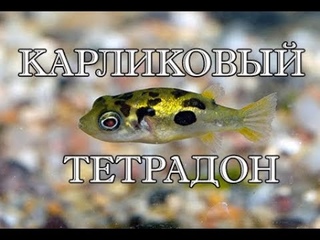 Карликовый тетрадон | содержание | аквариумистика БЕСТ ФИШ