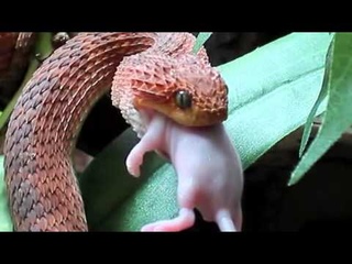 A bela e medonha serpente Atheris Squamigera