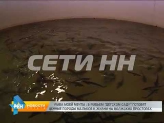 “Рыбные ясли“ - работники мулинского рыбхоза стали воспитателями для тысяч маленьких рыб