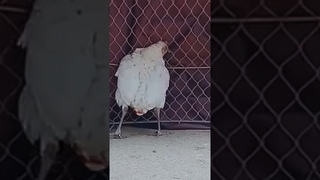 the chicken#chicken#animal#pets #dog #chicken #cat#short#short film#funny#funny video#birds#goat#cow