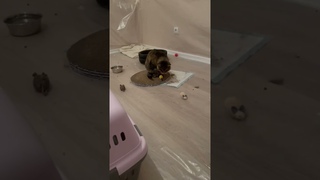 #одноглазик #живиярко