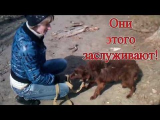 Выгул питомцев 12 марта 2017 г Они ждут своего хозяина