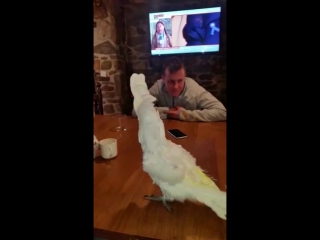 Полезная информация о попугаях и их способности танцевать