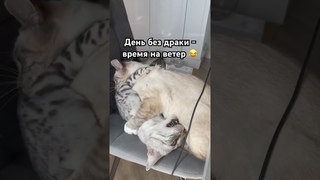 А ваши пушистые часто устраивают разборки #catshorts #cats #юмор #кот #bengal #котик