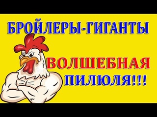 ГЛАВНЫЙ СЕКРЕТ БЫСТРОГО НАБОРА МАССЫ ИНДЕЙКИ И БРОЙЛЕРА!!! Как побороть ВОДЯНКУ!