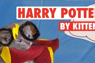 All 8 Harry Potter Movies By Kittens In 7 Minutes