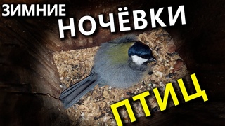 Где ночуют птицы