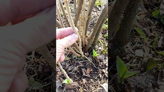 НЕ ОБРЕЗАЙТЕ СМОРОДИНУ, ПОКА НЕ ПОСМОТРИТЕ ЭТО ВИДЕО / СМОРОДИНА РАЗМЕРОМ С ВИШНЮ С ПОМОЩЬЮ ОБРЕЗКИ