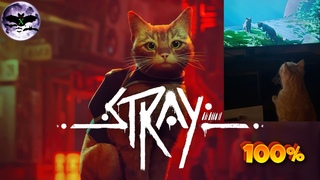 Stray прохождение 100% | Игра ( PC, Steam, PS4, PS5, Xbox ) Стрим rus
