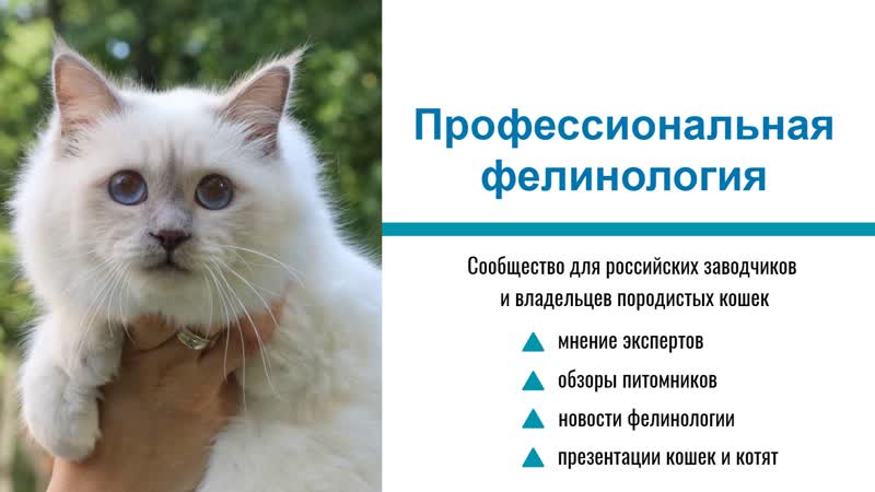 Фелинология это наука. Фелинология это наука. Фелинология. Фелинология это наука. Фелинология наука о кошках.