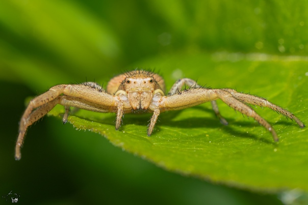 Crab-spider hunting Taken by Canon G11 with reverse 44mm H. Flickr