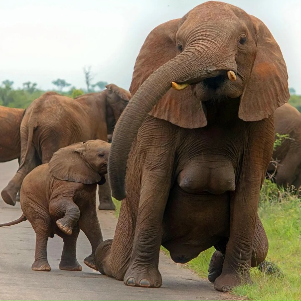 Как у людейУ взрослых слонов-самок есть две груди или...