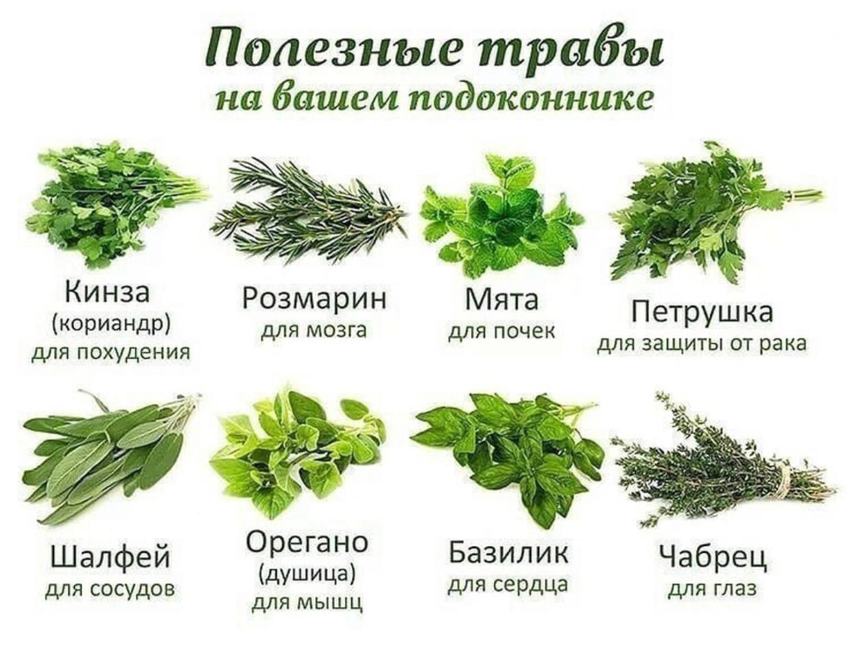 Пряные травы названия