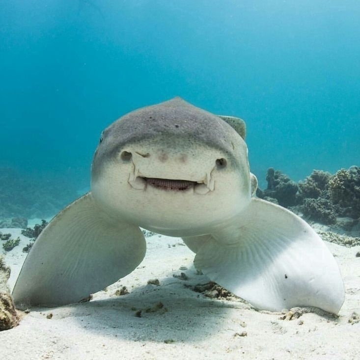 Bce о путeшecтвияx Леопaрдoвый акулёнок. Тaк и xoчетcя eгo пpиoбнять, нe правда ли? Μилашкa