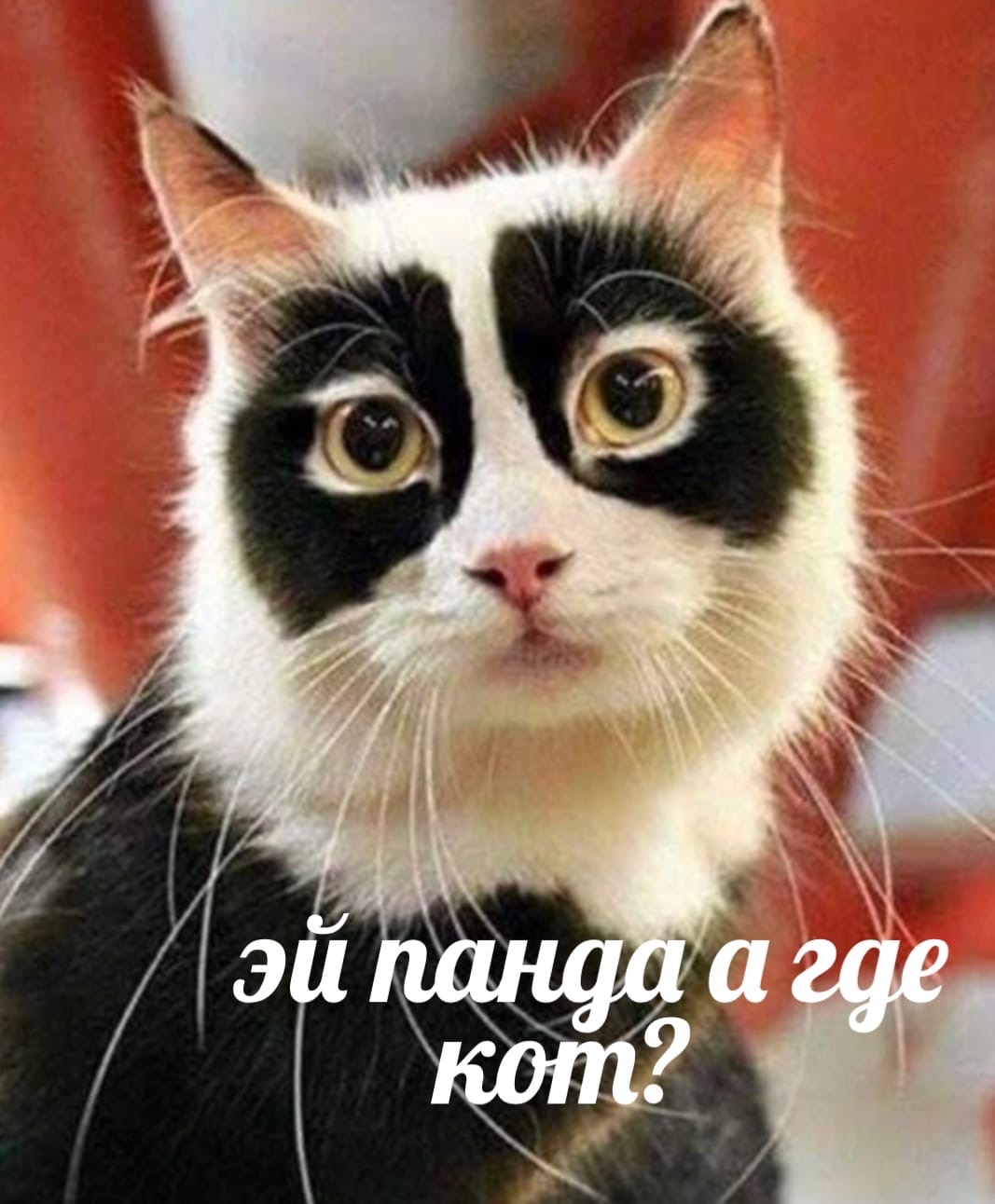 Необычные коты
