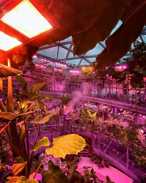 Флорариум ул варварка 6 стр 1 фото Флорариум ул варварка 6 стр 1 фото