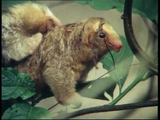 Life on Earth - e10 - Silky anteater