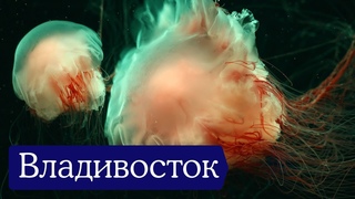 Владивосток: как русская колония на другой планете. Путешествие на Дальний Восток  Отчёт разведки