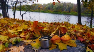 Cozy atmosphere of autumn nature and relaxing ambient background music  Soft music for work, study