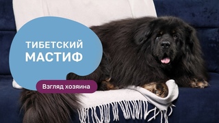 Тибетский мастиф  все о породе, плюсы и минусы  шоу Ожидание/реальность