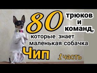 80 трюков и команд, которые знает маленькая собачка Чип. Часть первая (с 1 до 20).
