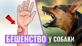 Как понять, что СОБАКА ЗАРАЗИЛАСЬ БЕШЕНСТВОМ и защитить себя и своего питомца