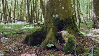 Beautiful Spring Forest, Live Sounds of Nature for Relaxation, White Noise.
