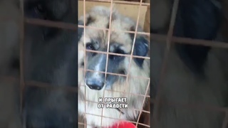 Пес Мишка прыгал от радости,  думая, что за ним пришла мама, но ...