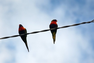 Wild RAINBOW LORIKEETS - Swainson's Lorikeets - Trichoglossus haematodus moluccanus